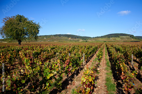 Photos paysage viticole