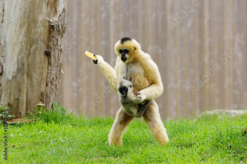 Gibbon à joues blanches et son petit photo