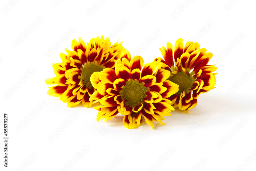 Obraz premium chrysanthemum flower