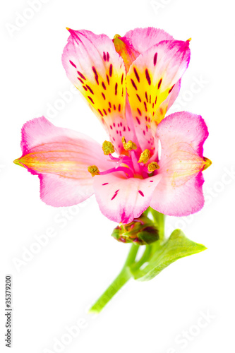 Alstroemeria isolated