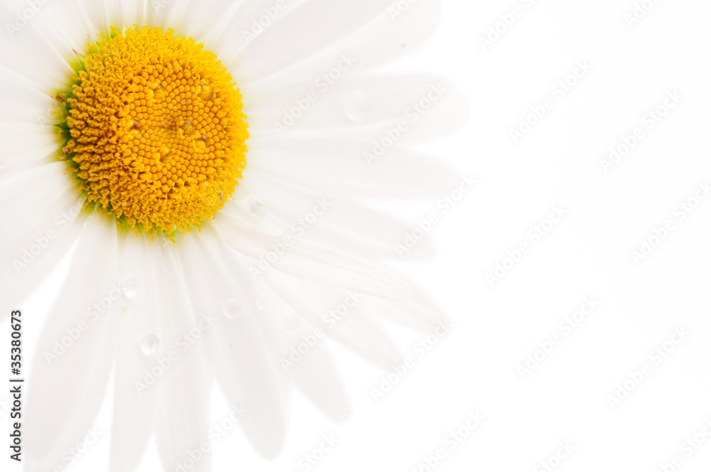 .daisy .daisy
