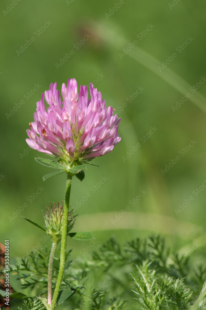 fleur de trèfle fleur de trèfle