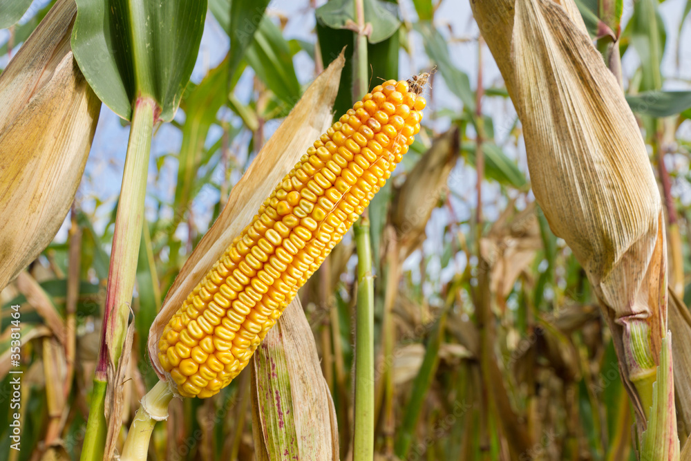 cob of corn on cornfield
