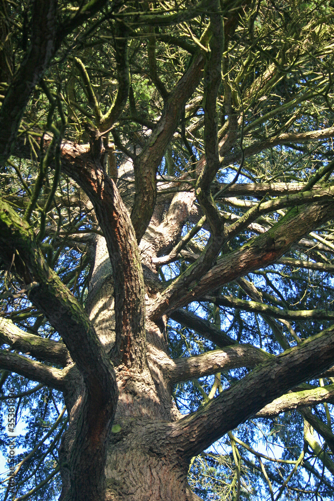 Fototapeta premium tree