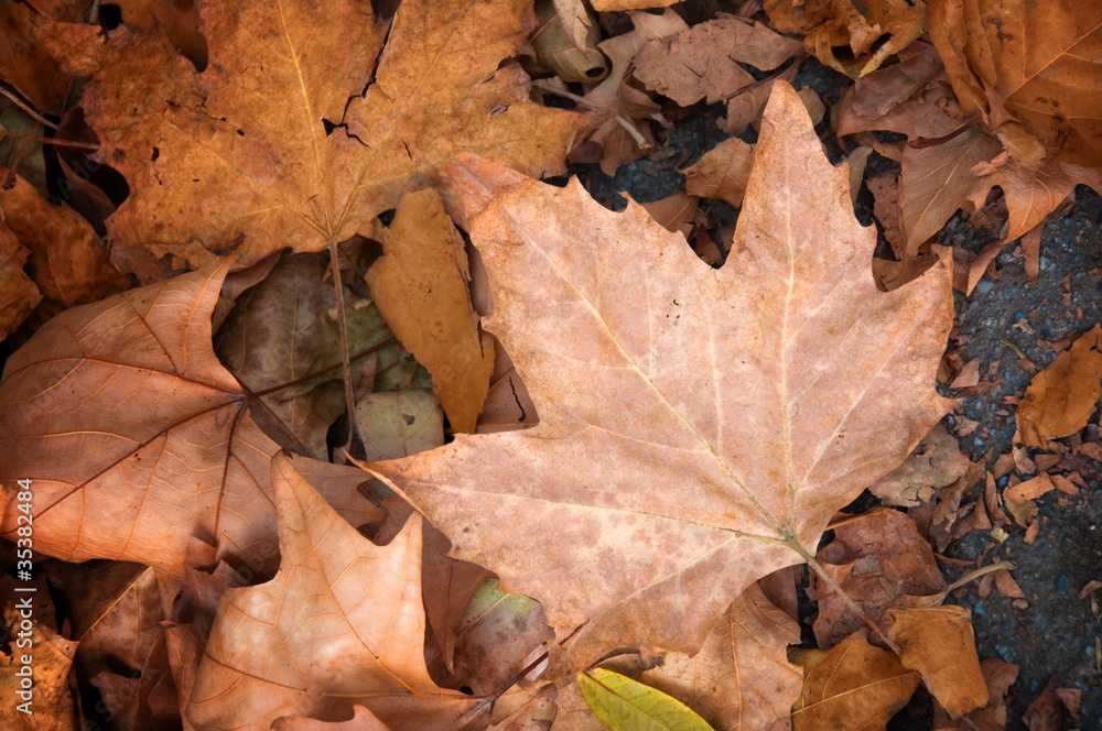 Maple leaf, autumn concept