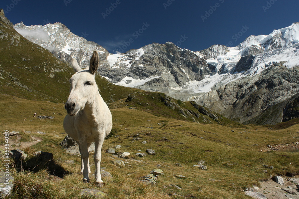white burro in Swiss Alps
