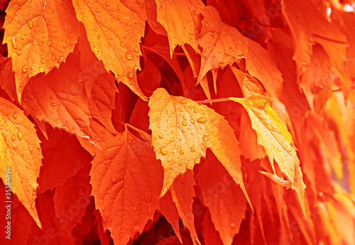 Orange Wet leaves