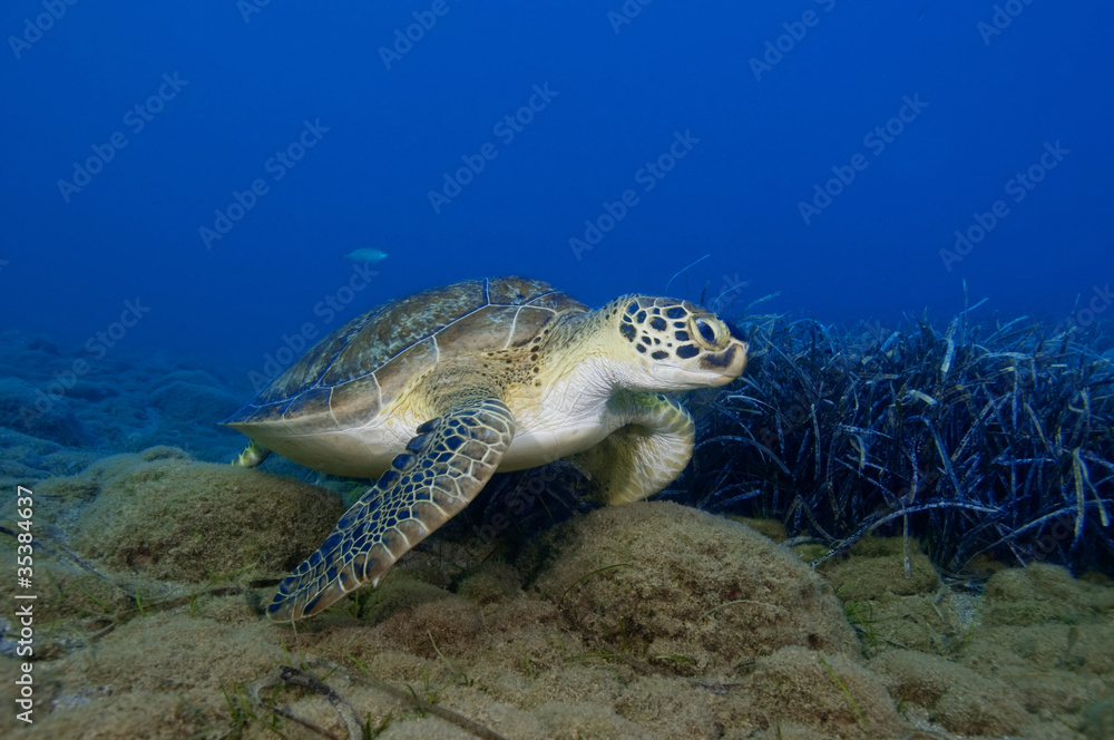 Fototapeta premium Green turtle over blue ocean background.
