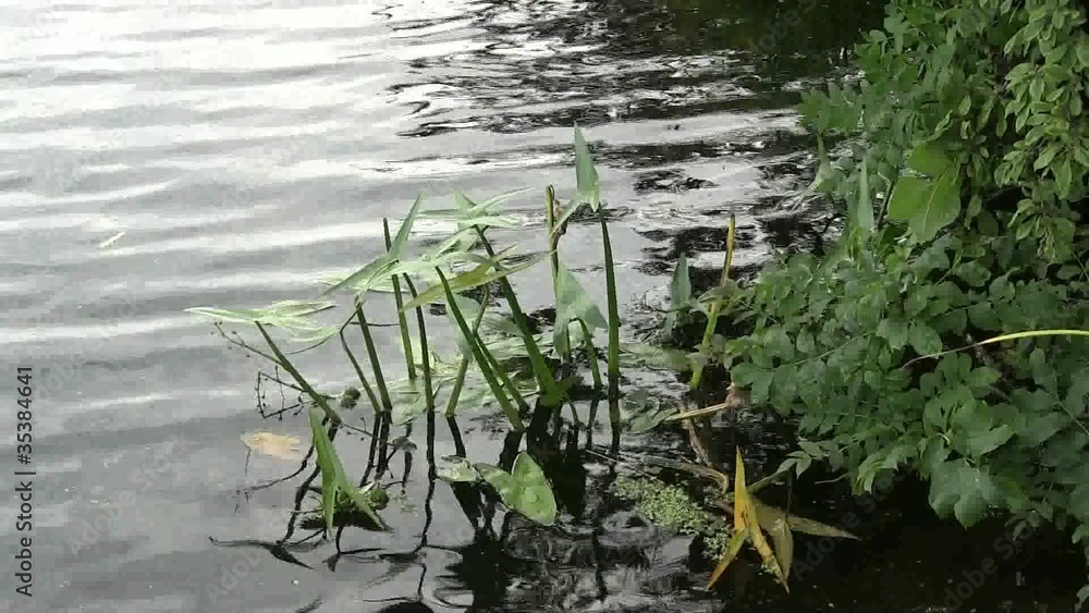 Plants growing in and close by a river. Plants growing in and close by a river.