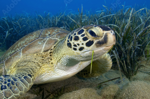 Green turtle feeding on seagrass.