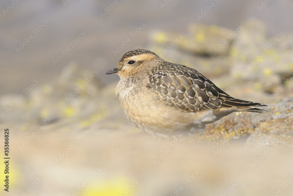 Eurasian Dotterel (Charadrius morinellus) Eurasian Dotterel (Charadrius morinellus)