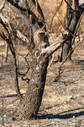 Forest fire aftermath