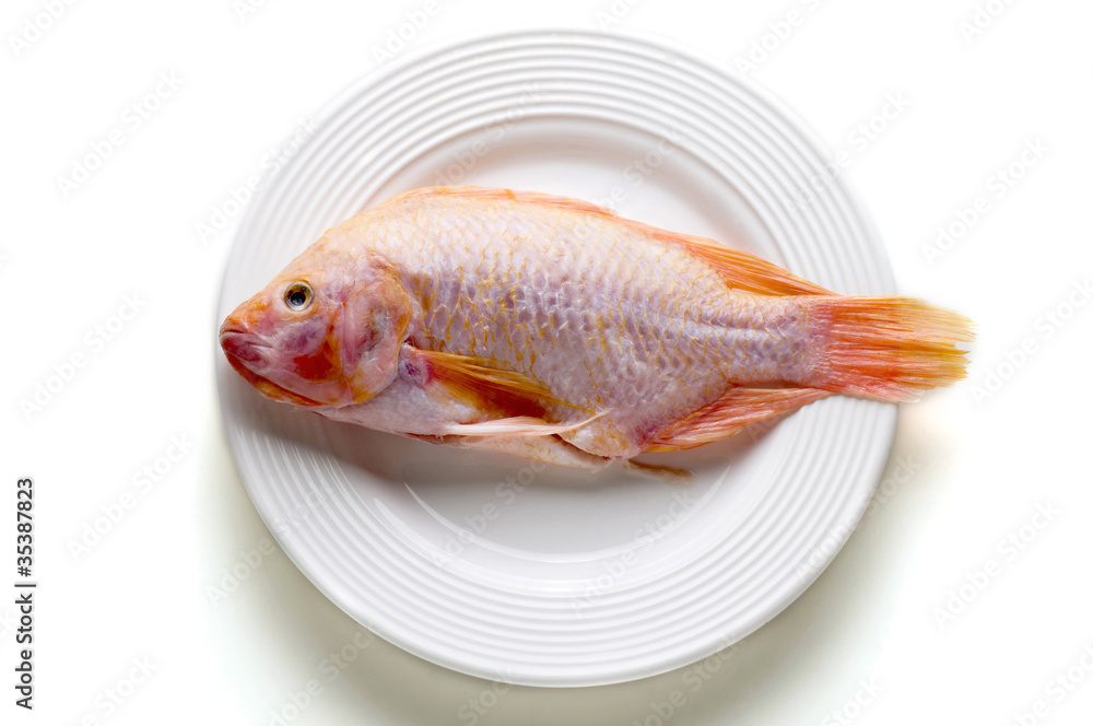 Pescado dorado, robalo en fondo blanco Pescado dorado, robalo en fondo blanco