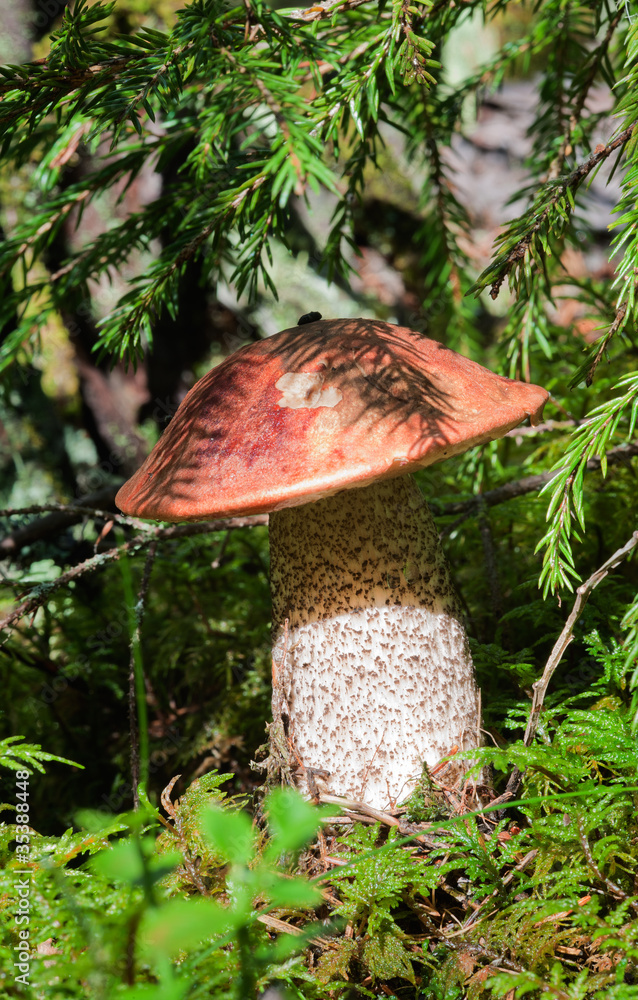 Fototapeta premium Leccinum Aurantiacum
