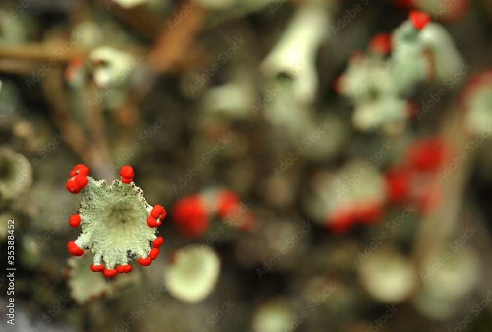 Reindeer lichen