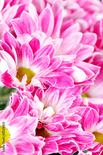 Chrysanthemum Flowers