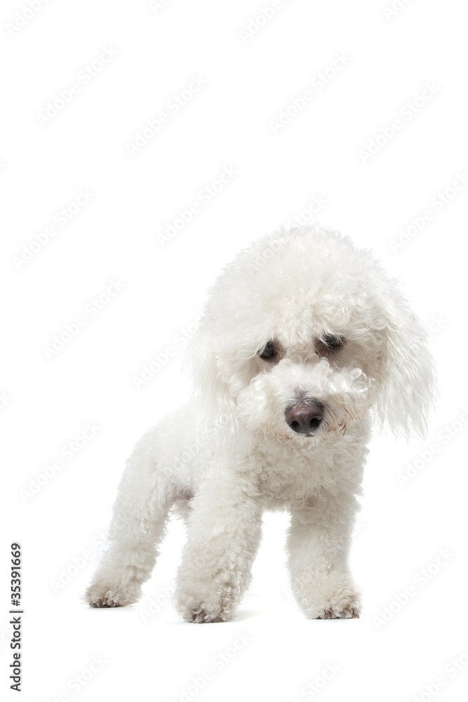 bichon frisé debout de face