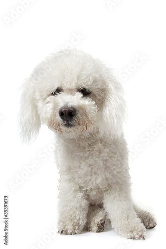 bichon frisé assis de face