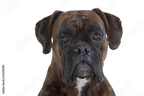 portrait de boxer pleine face