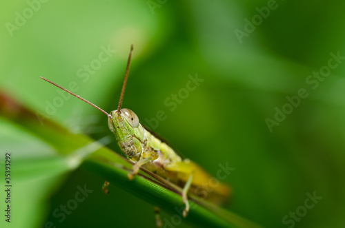 grasshopper in green nature © sweetcrisis