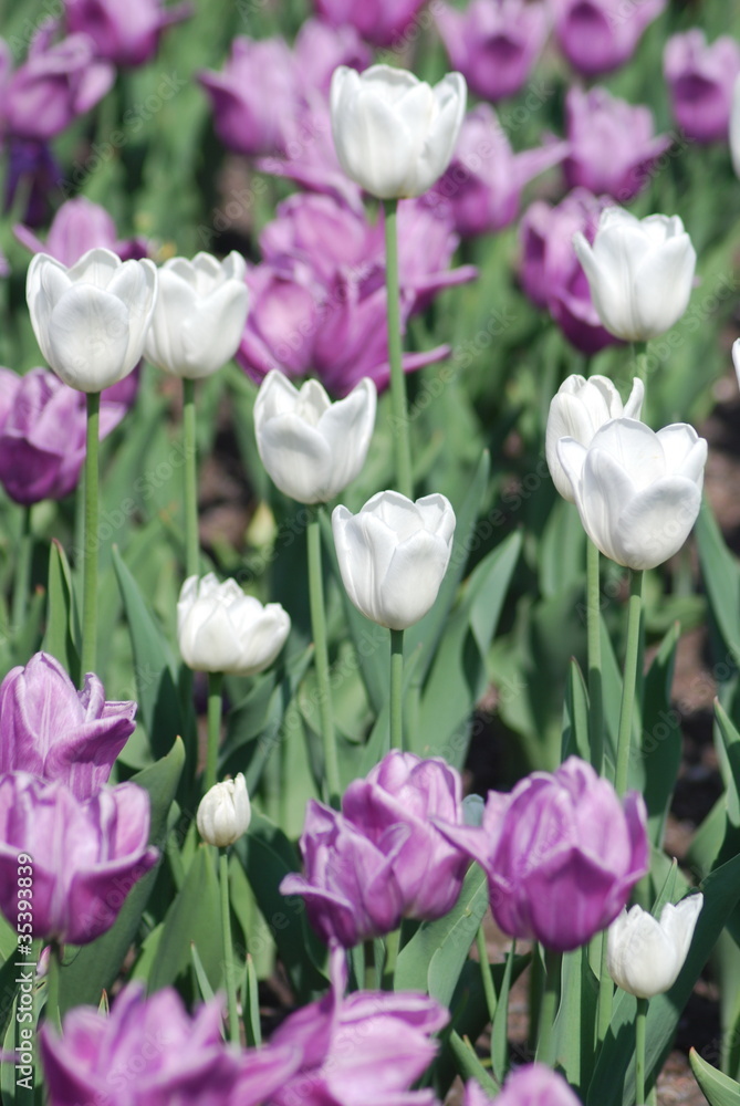Obraz premium flowers background from tulips