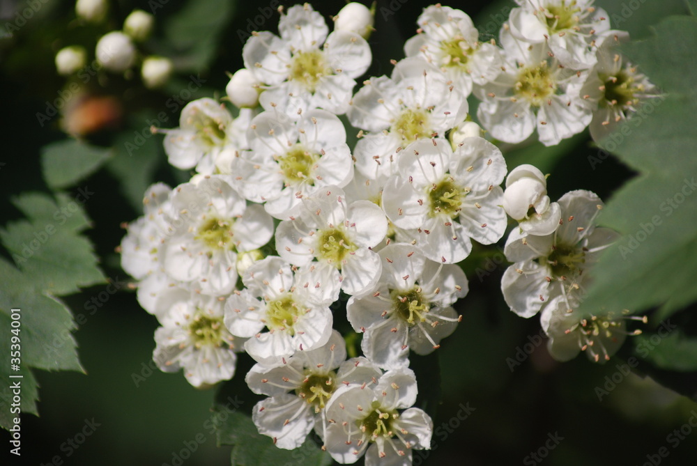 apple blossom close-up - white flowers apple blossom close-up - white flowers