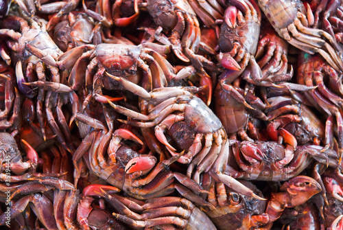 MEDER'S MANGROVE CRAB photo