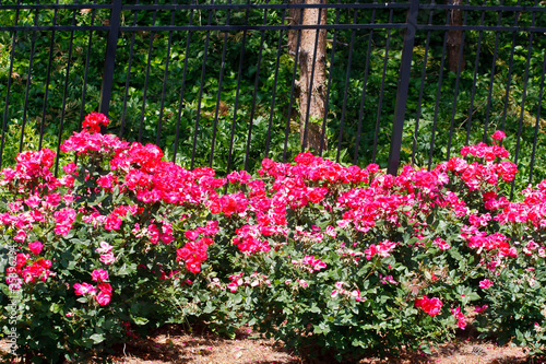 Fototapeta Naklejka Na Ścianę i Meble -  Pink Tea Roses in Front of Black Fence