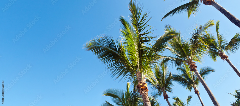 Cimes de palmiers