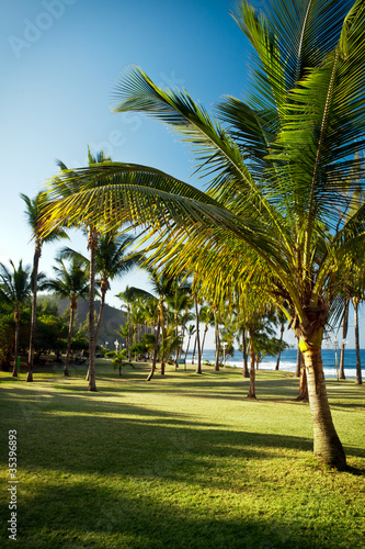 Palmiers de la plage de Grande-Anse - Réunion