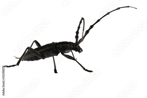 capricorn beetle isolated on white background © phant