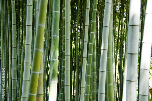 Fototapeta Naklejka Na Ścianę i Meble -  Green bamboo forest background