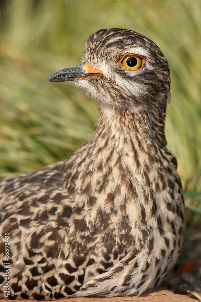 Thick-Knee Bird Portrait