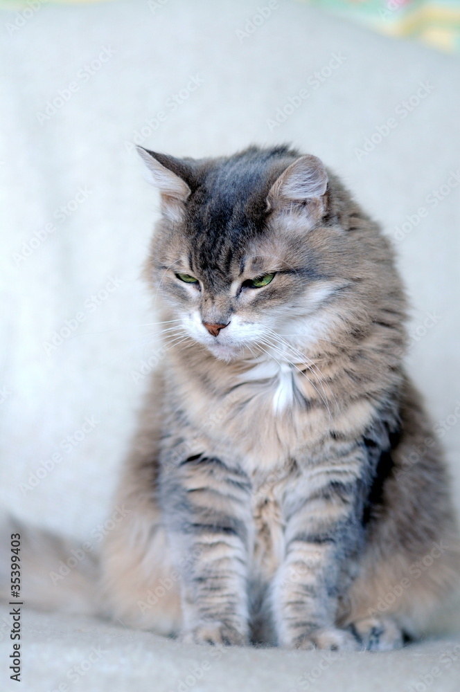 Fototapeta premium cat