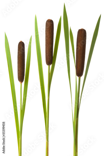 Three cattail stalks with cobs photo