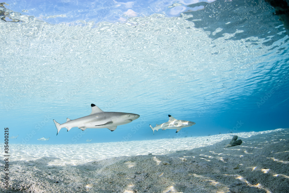 Fototapeta premium Blacktip reef shark carcharhinus melanopterus 01