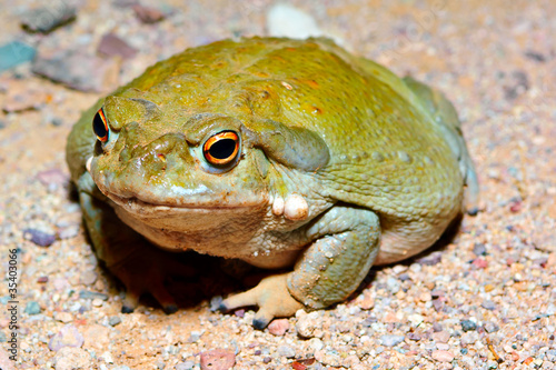 Sonoran Desert Toad 2
