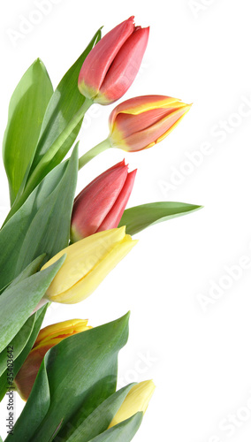 border of yellow, variegated and red tulips isolated on white