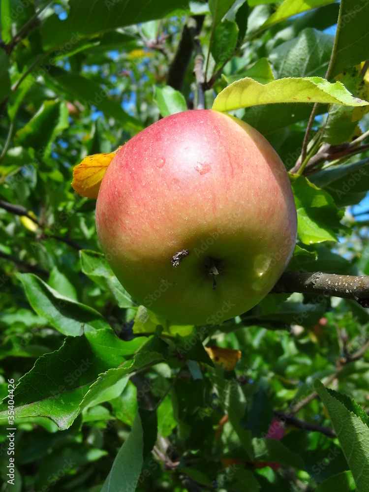 pomme pomme