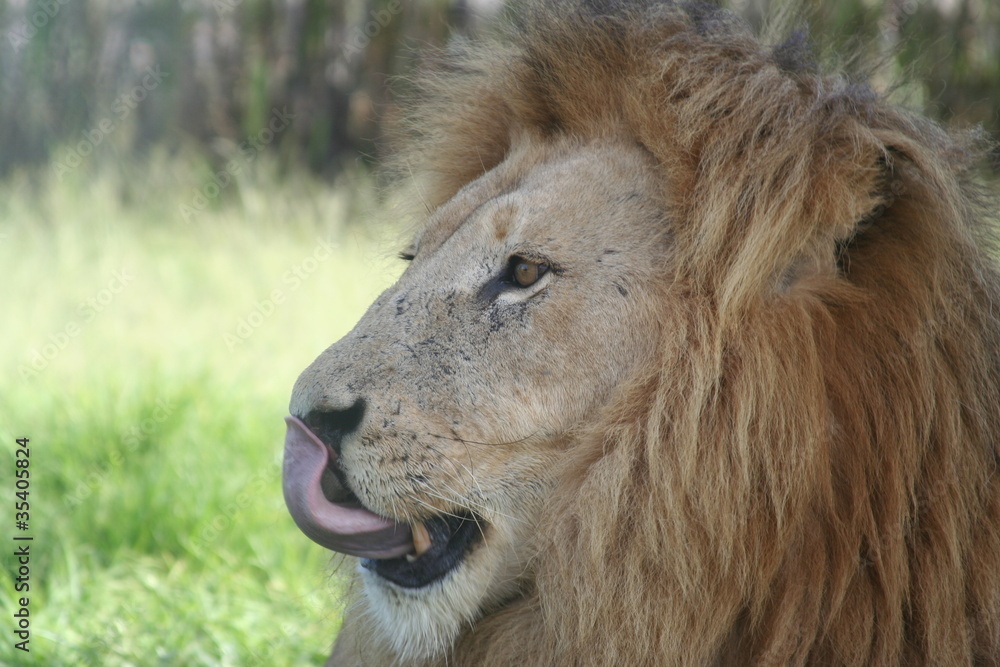 Lion finishing dinner