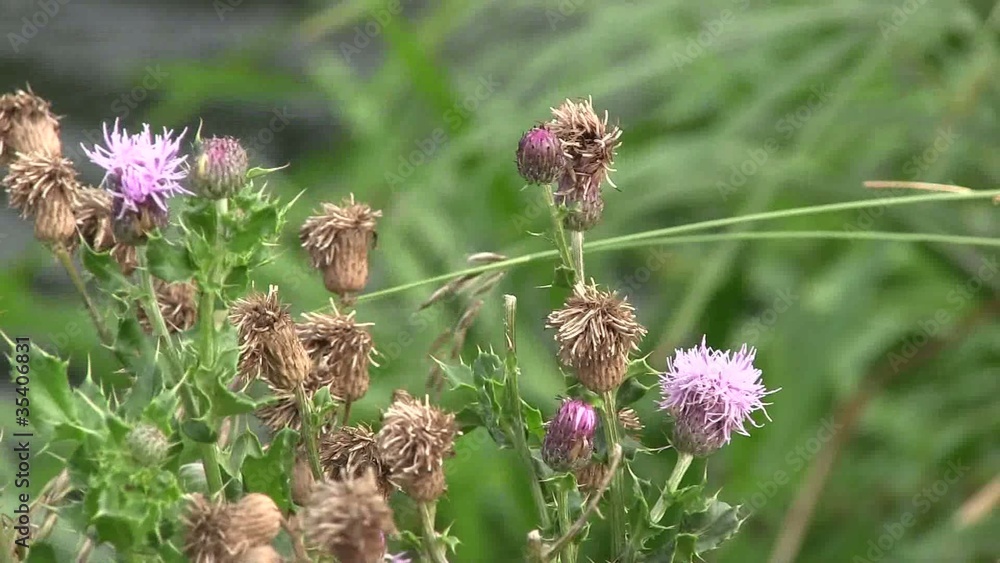 Thistles blowing in the wind. Thistles blowing in the wind.