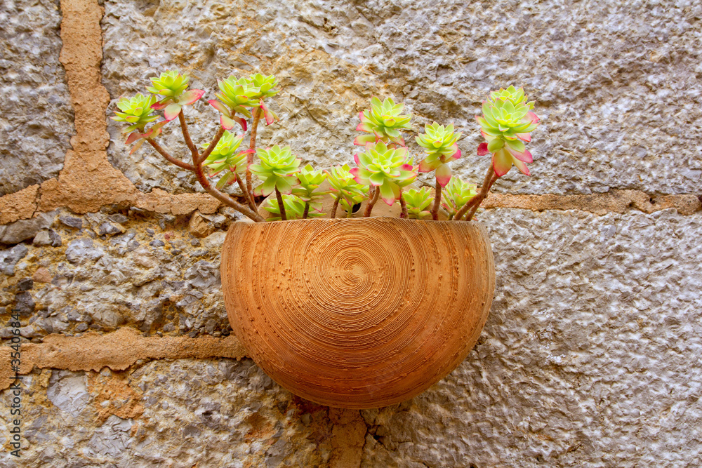 Plants pots in Valldemossa at Majorca Balearic island