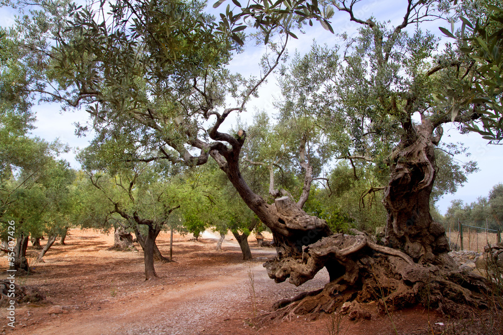 Ancient mediterranean olive trees from Majorca island