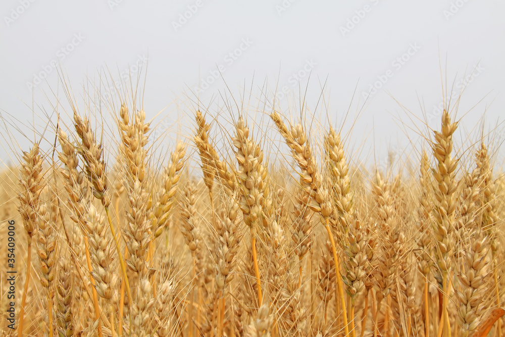 Fototapeta premium ripe wheat