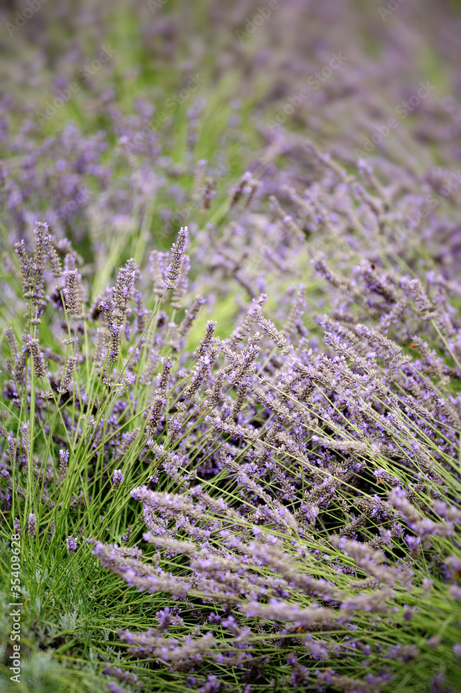 Obraz premium Lavender field