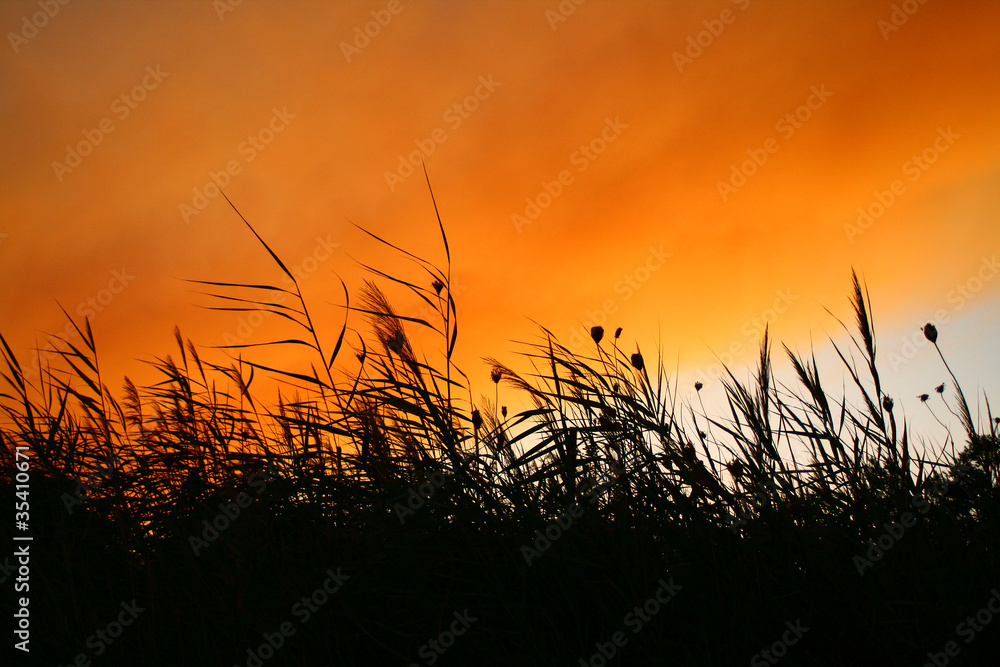 Reeds At Smokey Sunset