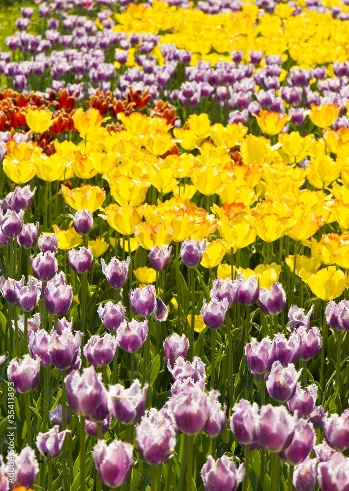 Yellow and purple tulips Yellow and purple tulips