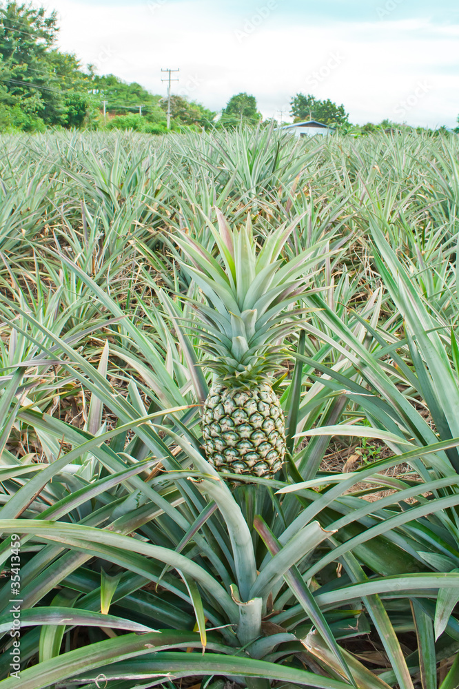 Fototapeta premium fresh pineapple growing in field