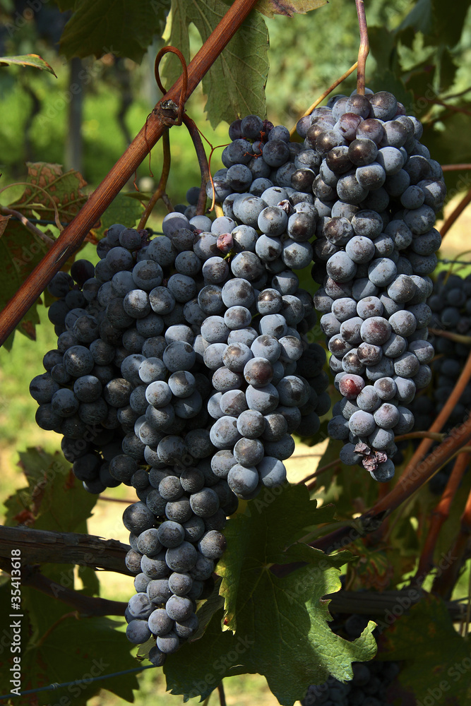 Bunches of red grapes