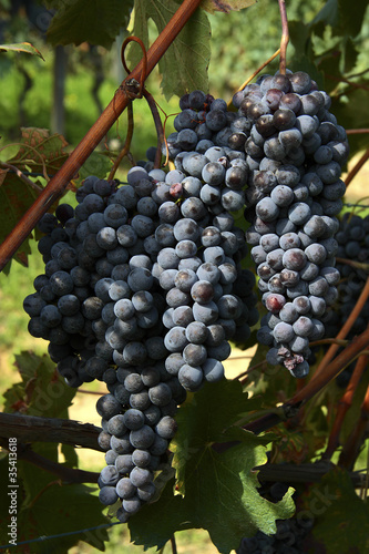 Bunches of red grapes